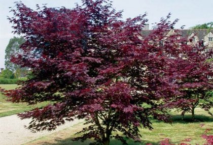 ACER PALMATUM "ATROPURPUREA" (KIRMIZI YAPRAKLI JAPON AKÇAAĞACI)